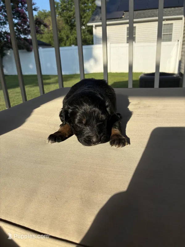 Midnight  – Australian Shepherd puppy for sale in Richmond, VA