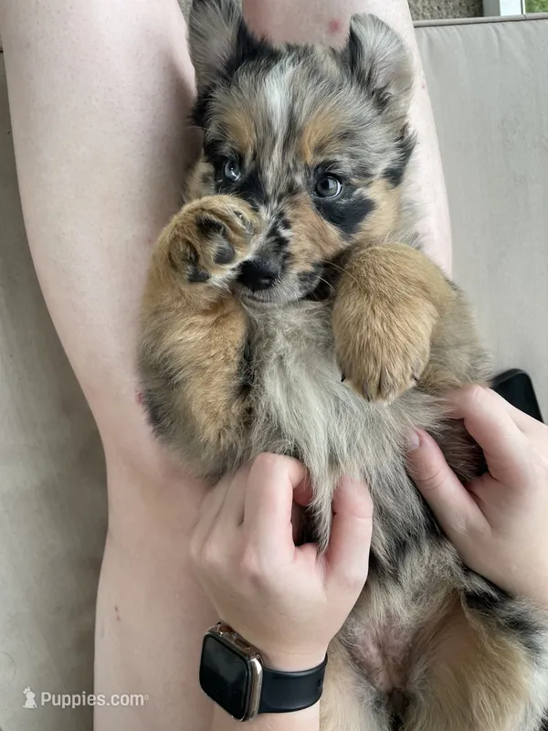 Speckles AKC – Australian Shepherd puppy for sale in Richmond, VA