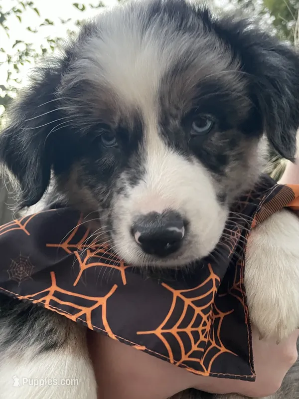 Tennessee AKC – Australian Shepherd puppy for sale in Richmond, VA