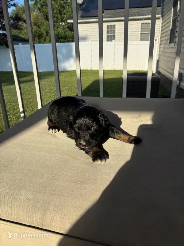 Pepper – Australian Shepherd puppy for sale in Richmond, VA