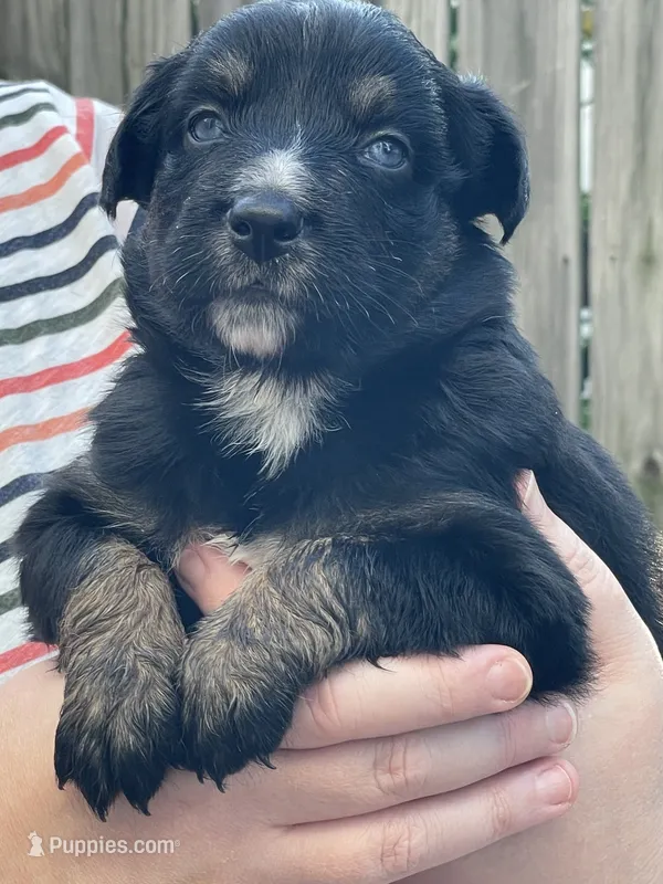 Midnight AKC – Australian Shepherd puppy for sale in Richmond, VA