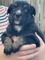 Midnight AKC, a female Australian Shepherd for sale in Richmond, VA – 1 of 5