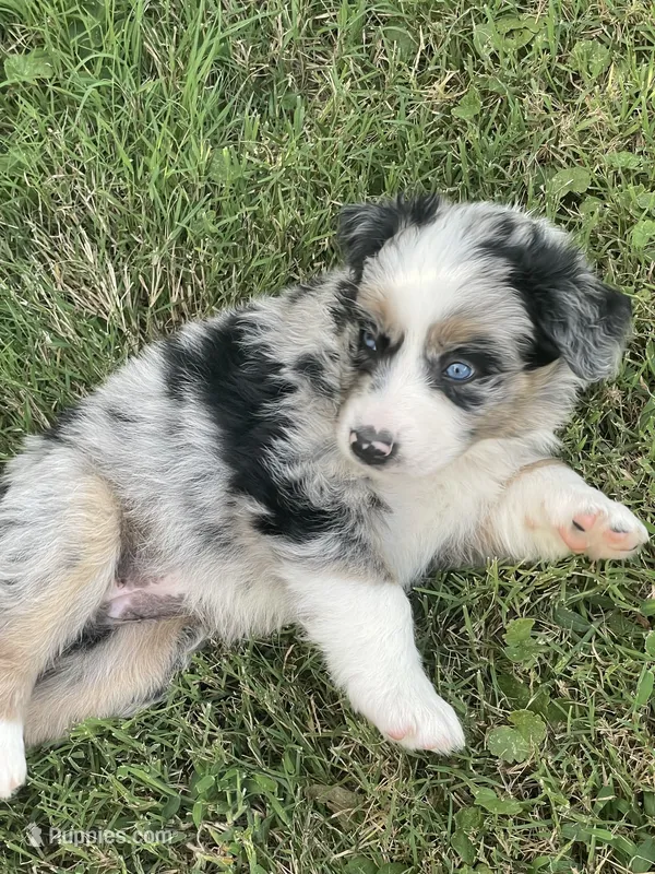 Tennessee AKC – Australian Shepherd puppy for sale in Richmond, VA