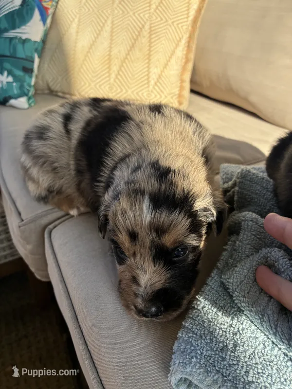 Merley  – Australian Shepherd puppy for sale in Richmond, VA