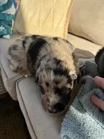 Merley AKC, a female Australian Shepherd for sale in Richmond, VA – 2 of 2