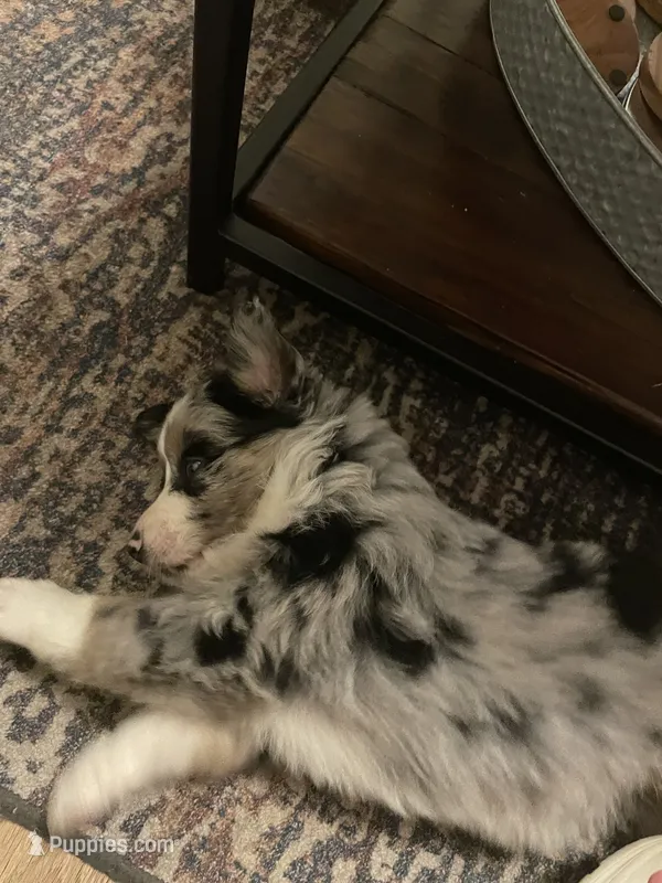 Tennessee AKC – Australian Shepherd puppy for sale in Richmond, VA