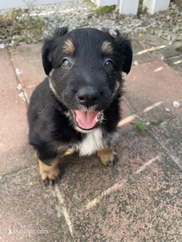 Kix AKC – Australian Shepherd puppy for sale in Richmond, VA