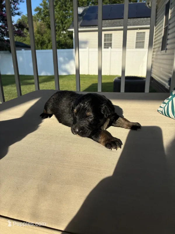 Kix  – Australian Shepherd puppy for sale in Richmond, VA