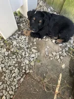 Kix AKC, a male Australian Shepherd for sale in Richmond, VA – 5 of 5