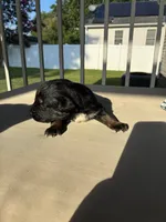 Kix AKC, a male Australian Shepherd for sale in Richmond, VA – 2 of 2