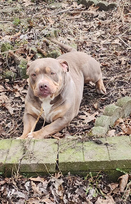 Saturday  – American Bully puppy for sale in Chesterfield, IN