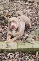 Saturday , a female American Bully for sale in Chesterfield, IN – 1 of 5