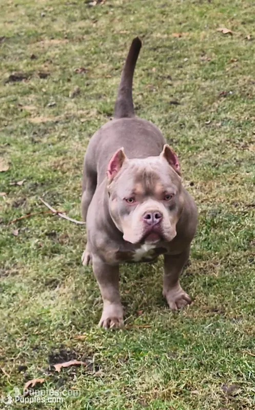 SYKO – American Bully puppy for sale in Chesterfield, IN