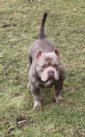 SYKO, a male American Bully for sale in Chesterfield, IN – 9 of 9