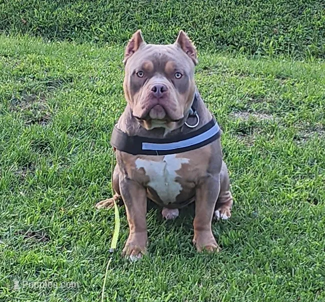 HOSS – American Bully puppy for sale in Chesterfield, IN