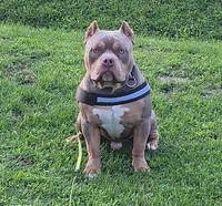 HOSS, a male American Bully for sale in Chesterfield, IN – 1 of 4