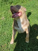 Saturday , a female American Bully for sale in Chesterfield, IN – 4 of 5