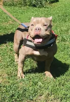 Cashew, a female American Bully for sale in Chesterfield, IN – 5 of 5