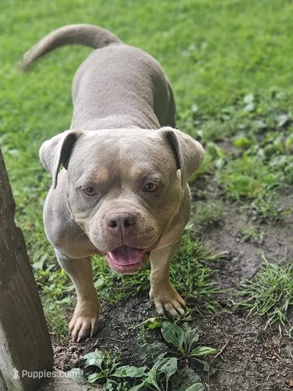 Teddy – American Bully puppy for sale in Chesterfield, IN