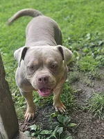Teddy, a female American Bully for sale in Chesterfield, IN – 5 of 8