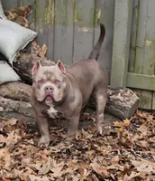 SYKO, a male American Bully for sale in Chesterfield, IN – 8 of 9