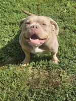 Teddy, a female American Bully for sale in Chesterfield, IN – 3 of 8
