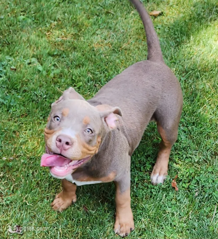 Saturday  – American Bully puppy for sale in Chesterfield, IN