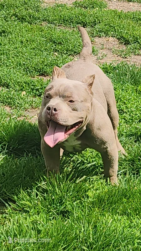 Cashew – American Bully puppy for sale in Chesterfield, IN