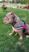 HOSS, a male American Bully for sale in Chesterfield, IN – 4 of 4