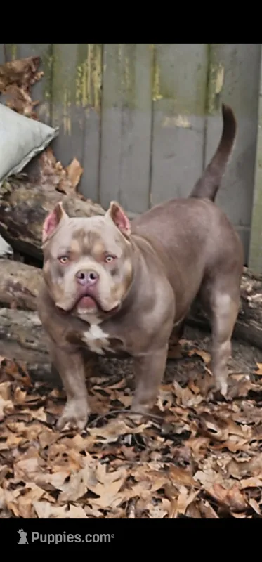 SYKO – American Bully puppy for sale in Chesterfield, IN