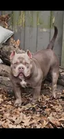 SYKO, a male American Bully for sale in Chesterfield, IN – 7 of 9