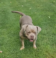 Teddy, a female American Bully for sale in Chesterfield, IN – 4 of 8