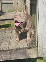 SYKO, a male American Bully for sale in Chesterfield, IN – 5 of 9
