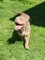 Saturday , a female American Bully for sale in Chesterfield, IN – 3 of 5