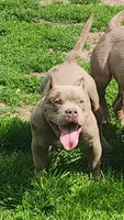 Cashew, a female American Bully for sale in Chesterfield, IN – 3 of 5