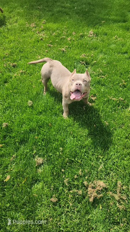 Cashew – American Bully puppy for sale in Chesterfield, IN