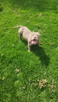 Cashew, a female American Bully for sale in Chesterfield, IN – 4 of 5