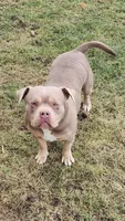 Teddy, a female American Bully for sale in Chesterfield, IN – 8 of 8