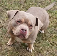 Teddy, a female American Bully for sale in Chesterfield, IN – 6 of 8