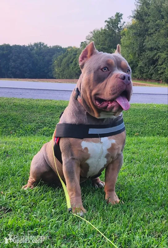 HOSS – American Bully puppy for sale in Chesterfield, IN