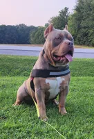 HOSS, a male American Bully for sale in Chesterfield, IN – 3 of 4
