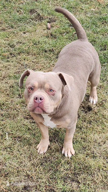 Teddy – American Bully puppy for sale in Chesterfield, IN