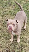 Teddy, a female American Bully for sale in Chesterfield, IN – 1 of 8