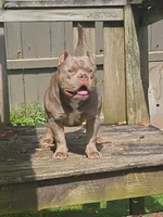 SYKO, a male American Bully for sale in Chesterfield, IN – 4 of 9