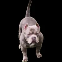 SYKO, a male American Bully for sale in Chesterfield, IN – 6 of 9