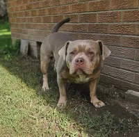 Teddy, a female American Bully for sale in Chesterfield, IN – 2 of 8