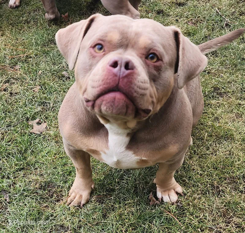 Teddy – American Bully puppy for sale in Chesterfield, IN