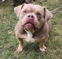 Teddy, a female American Bully for sale in Chesterfield, IN – 7 of 8