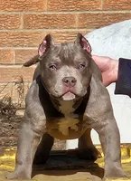 SYKO, a male American Bully for sale in Chesterfield, IN – 2 of 9