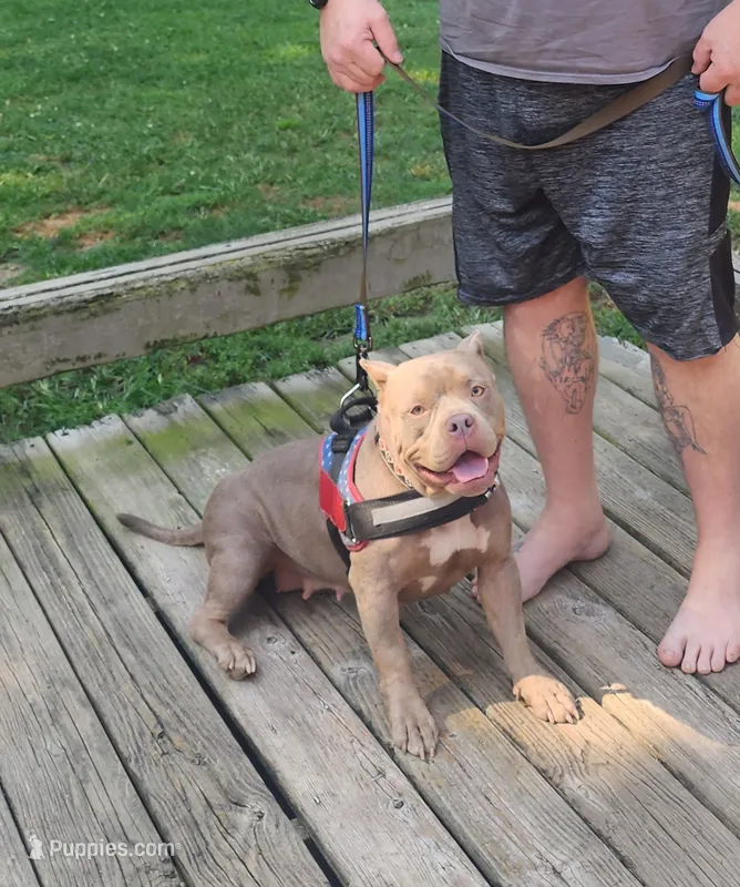 Cashew – American Bully puppy for sale in Chesterfield, IN